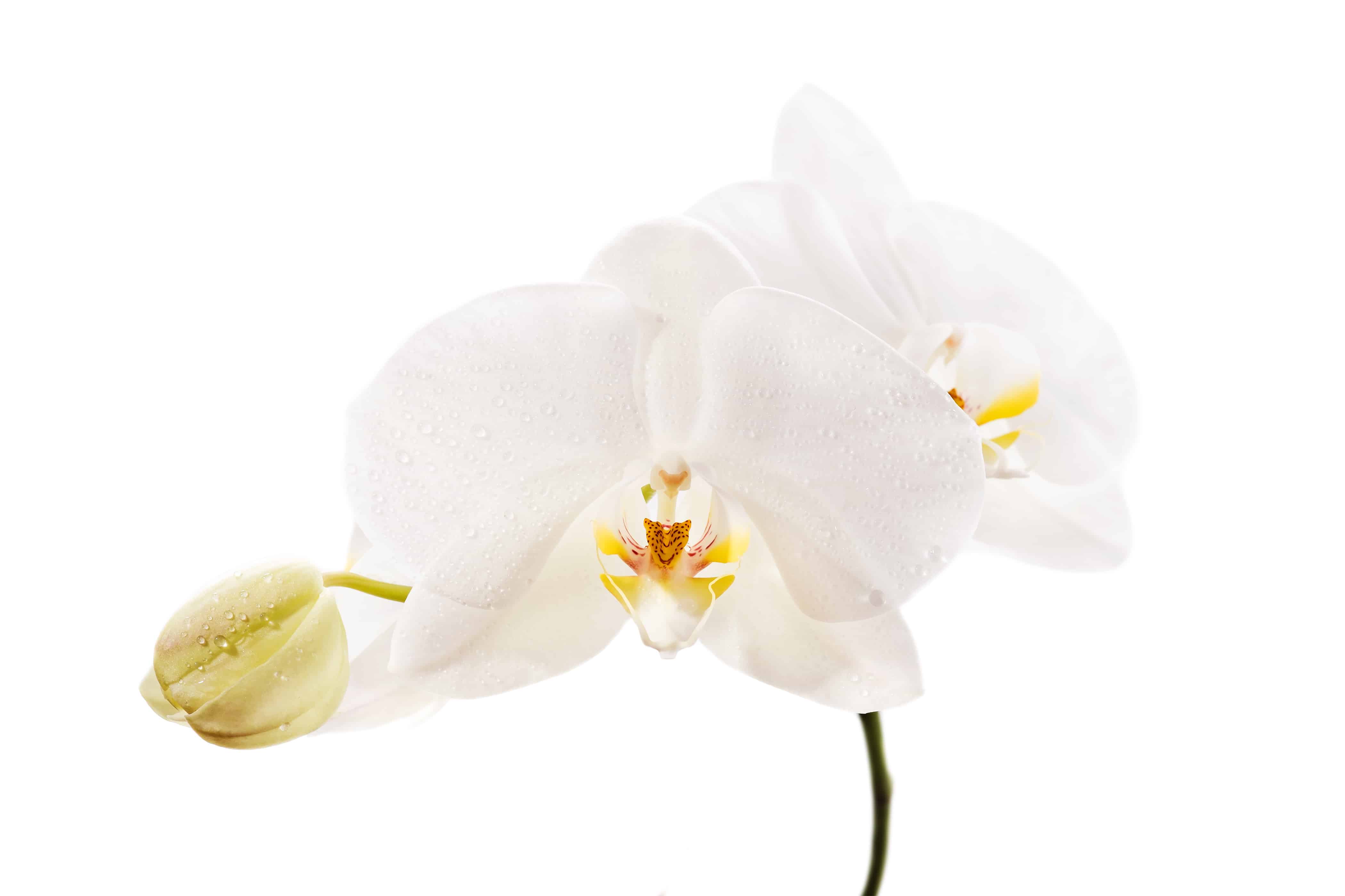 White Orchid closeup on a white background