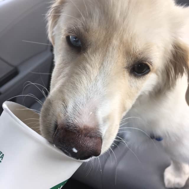 Milo Eating Whip Cream at Starbucks